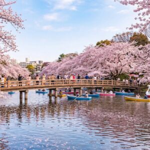 井の頭公園の桜