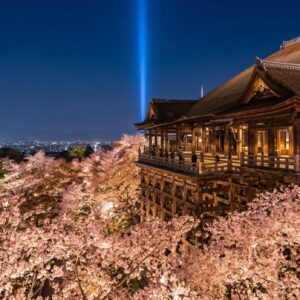 京都の桜ライトアップ