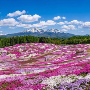 北海道の芝桜
