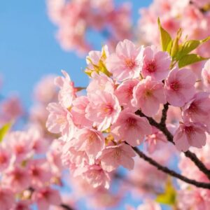 千葉の河津桜
