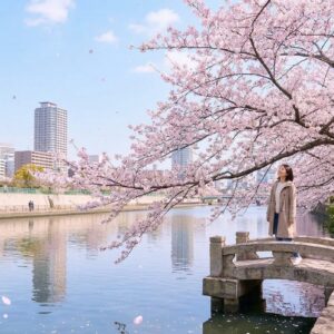 大阪の桜の穴場