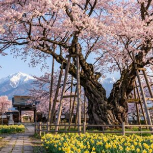 山梨の神代桜