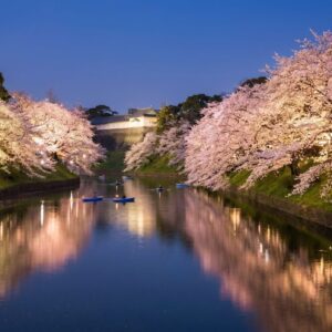 東京の桜ライトアップ名所