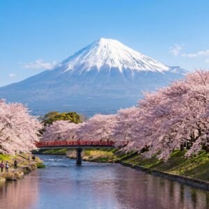 静岡の桜の名所を巡る絶景お花見完全ガイド